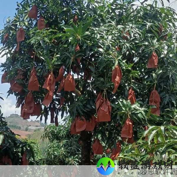 芒果乱码国色天香：“芒果魅力：国色天香的奇妙融合与风采绽放”