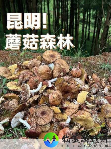 蘑菇视频曝光内幕：揭示拓展蘑菇视频背后的真相与内幕故事