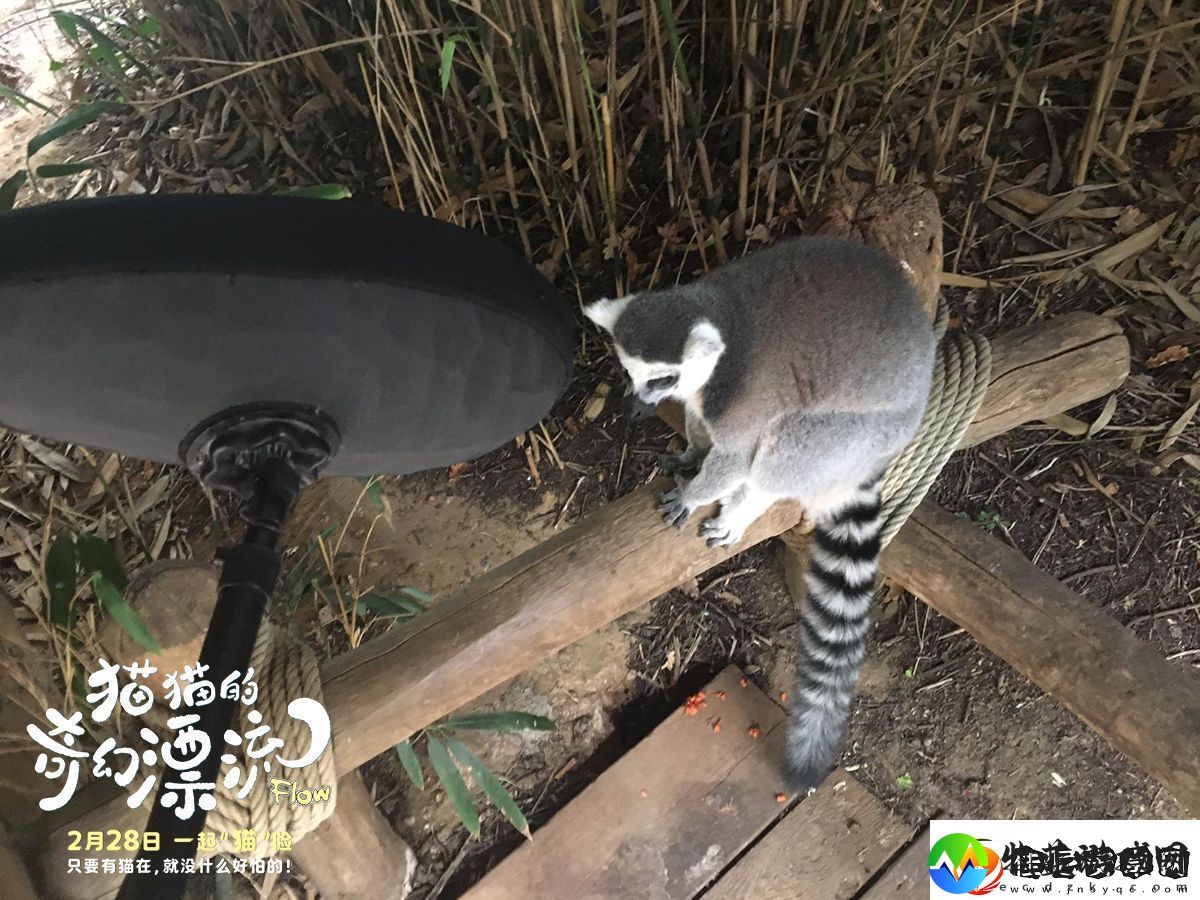 动画电影猫猫的奇幻漂流发布“再靠近一点点”幕后特辑
